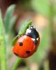 Coccinella septempunctata